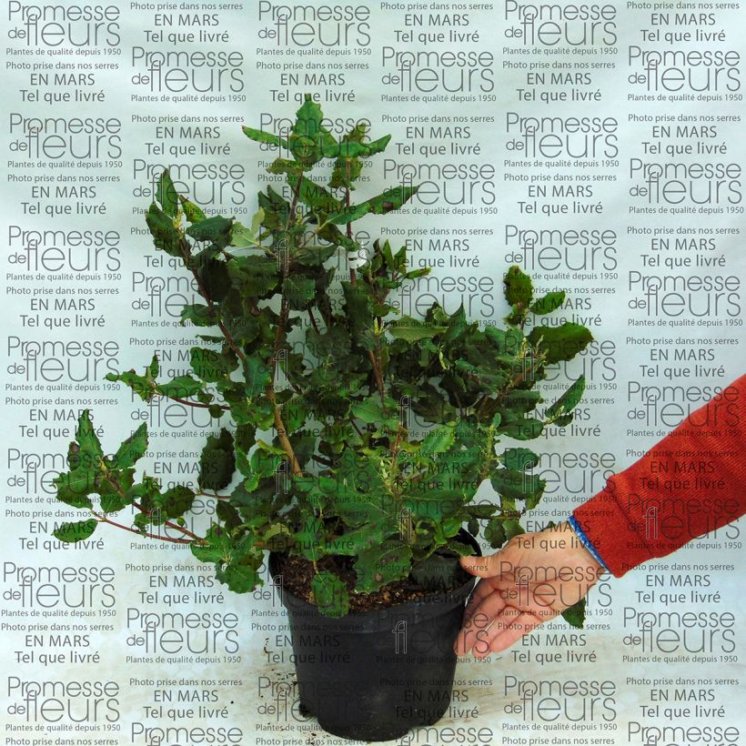 Ejemplo de ejemplar de Garrya elliptica James Roof Maceta 2L/3L tal y como se entrega