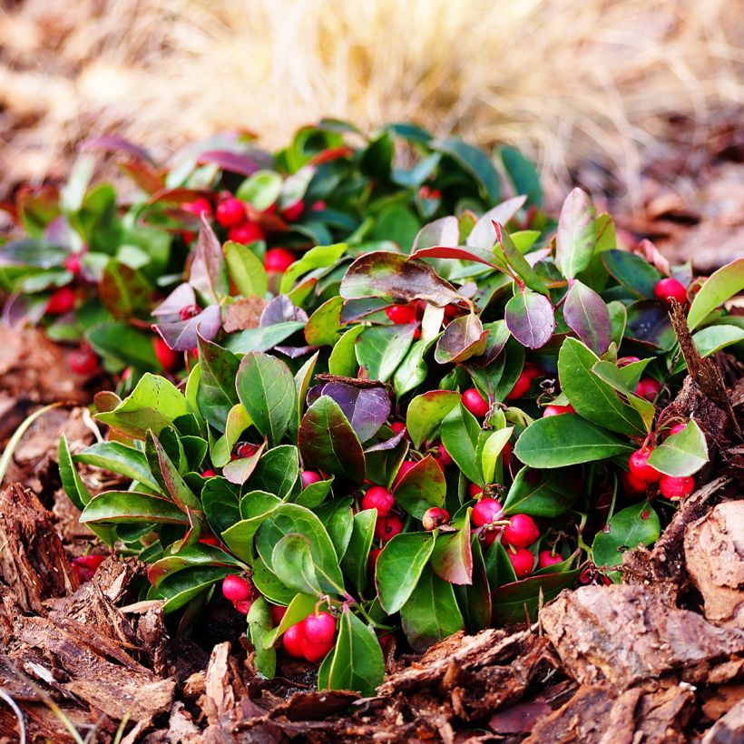 Gaultheria procumbens - Ebúrnea (Porte)
