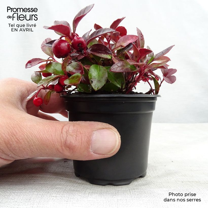 Gaultheria procumbens - Ebúrnea Maceta de 8/9 cm Ejemplar entregado en la primavera