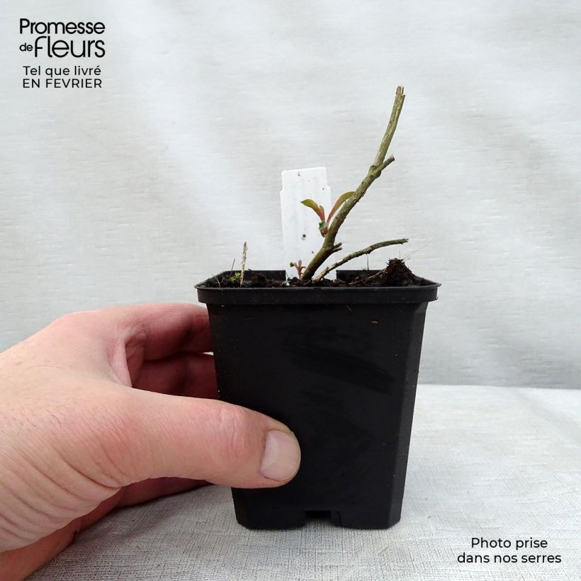 Gaura lindheimeri Crimson Butterfly Maceta de 8/9 cm Ejemplar entregado en invierno