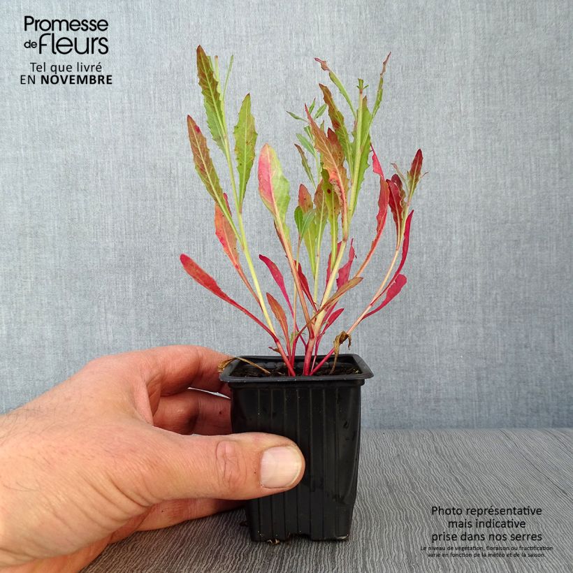 Ejemplar de Gaura lindheimeri White Maceta de 7/8 cm entregado en otoño