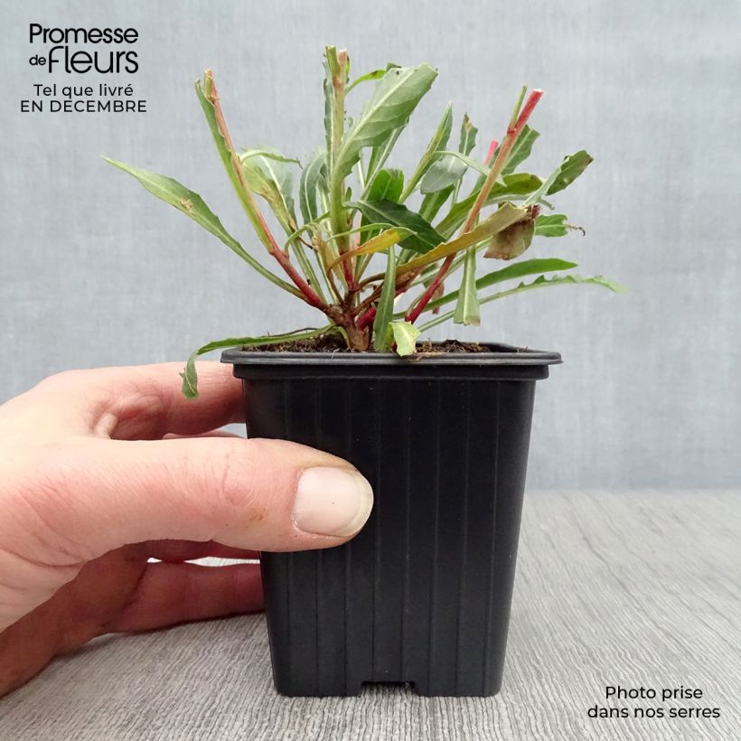 Gaura lindheimeri White Maceta de 7/8 cm Ejemplar entregado en invierno