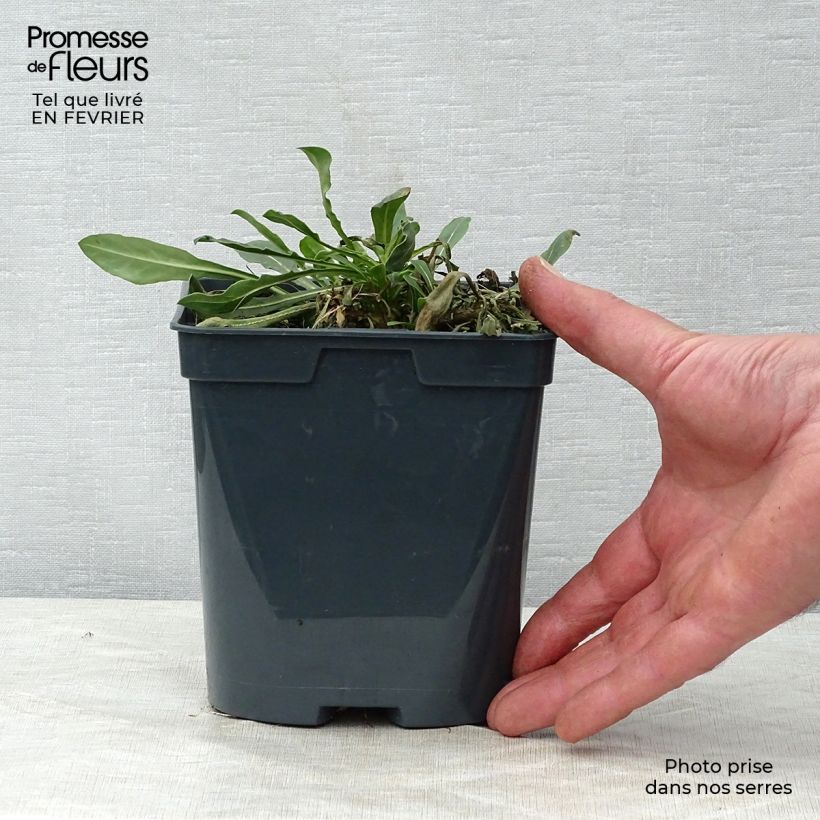 Gaura lindheimeri White Maceta 2L/3L Ejemplar entregado en invierno