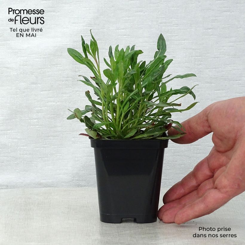 Gaura lindheimeri White Maceta de 7/8 cm Ejemplar entregado en la primavera