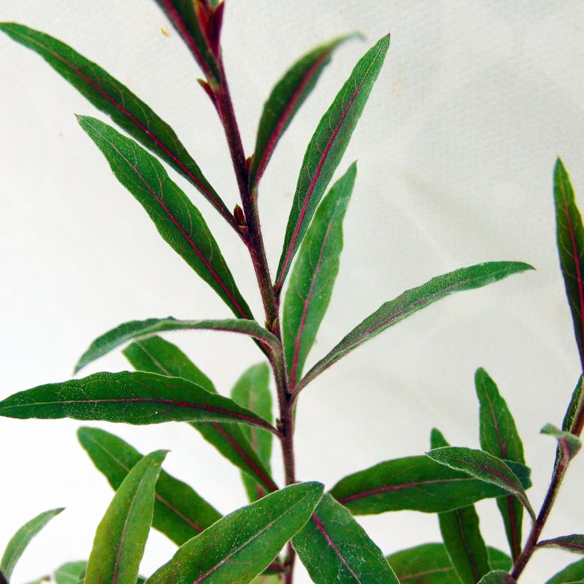 Gaura lindheimeri Cherry Brandy (Follaje)
