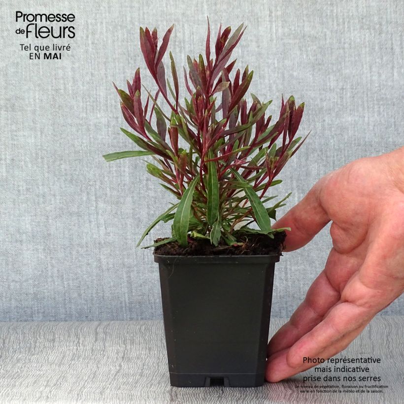 Gaura lindheimeri Cherry Brandy Maceta de 8/9 cm Ejemplar entregado en la primavera