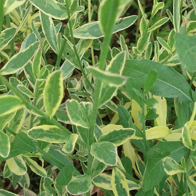 Gaura lindheimeri Corrie s Gold (Follaje)