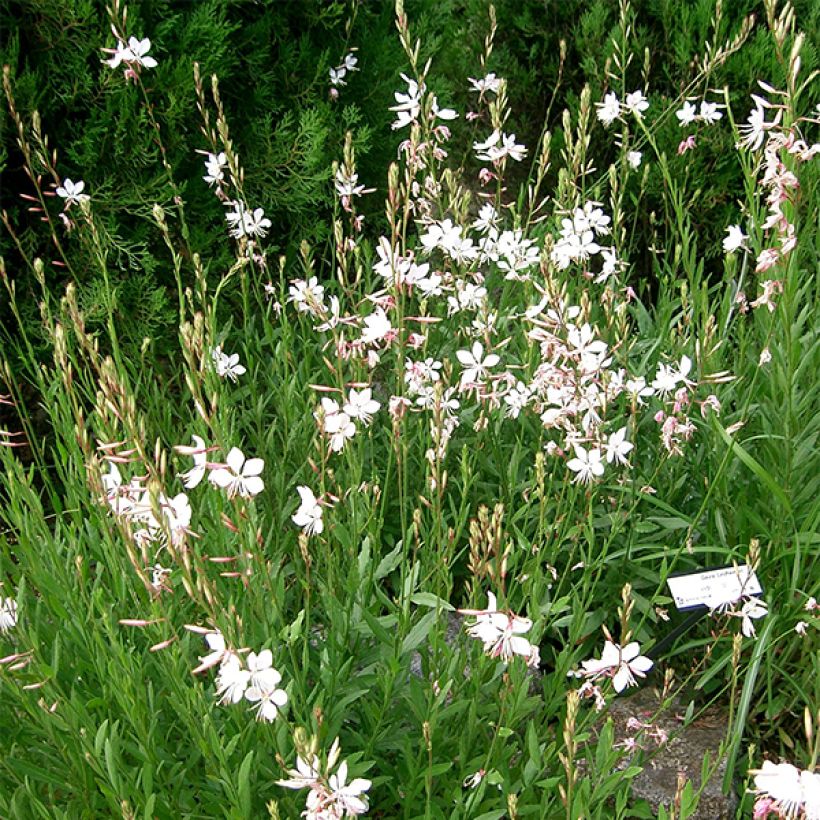 Gaura lindheimeri Corrie s Gold (Porte)