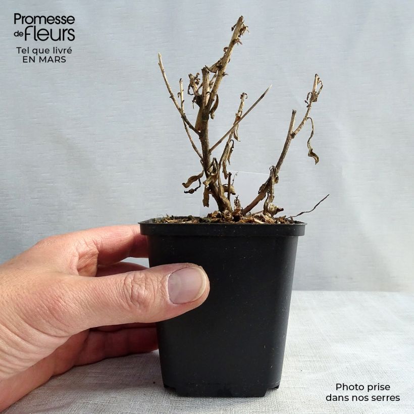 Gaura lindheimeri Corrie s Gold Maceta de 8/9 cm Ejemplar entregado en invierno