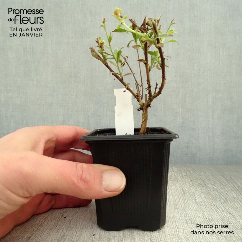 Gaura lindheimeri Freefolk Rosy Maceta de 8/9 cm Ejemplar entregado en invierno