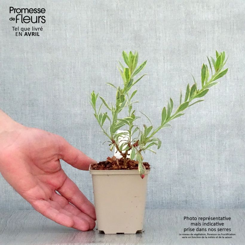 Gaura lindheimeri Freefolk Rosy Maceta de 8/9 cm Ejemplar entregado en la primavera