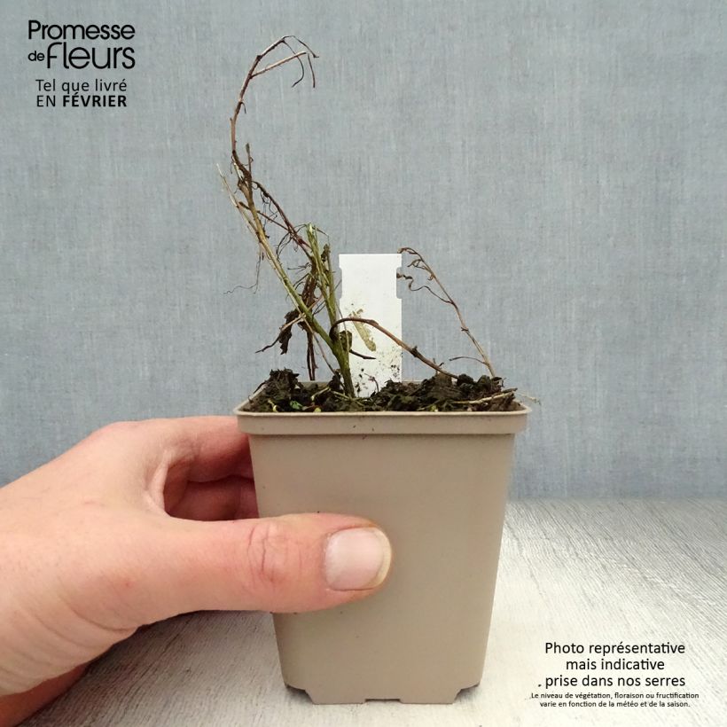 Gaura lindheimeri Passionate Blush Maceta de 8/9 cm Ejemplar entregado en invierno