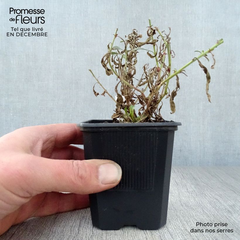 Gaura lindheimeri Rosy Jane Maceta de 8/9 cm Ejemplar entregado en invierno