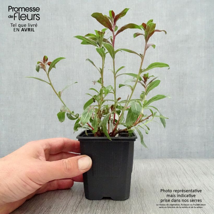 Gaura lindheimeri Rosy Jane Maceta de 8/9 cm Ejemplar entregado en la primavera