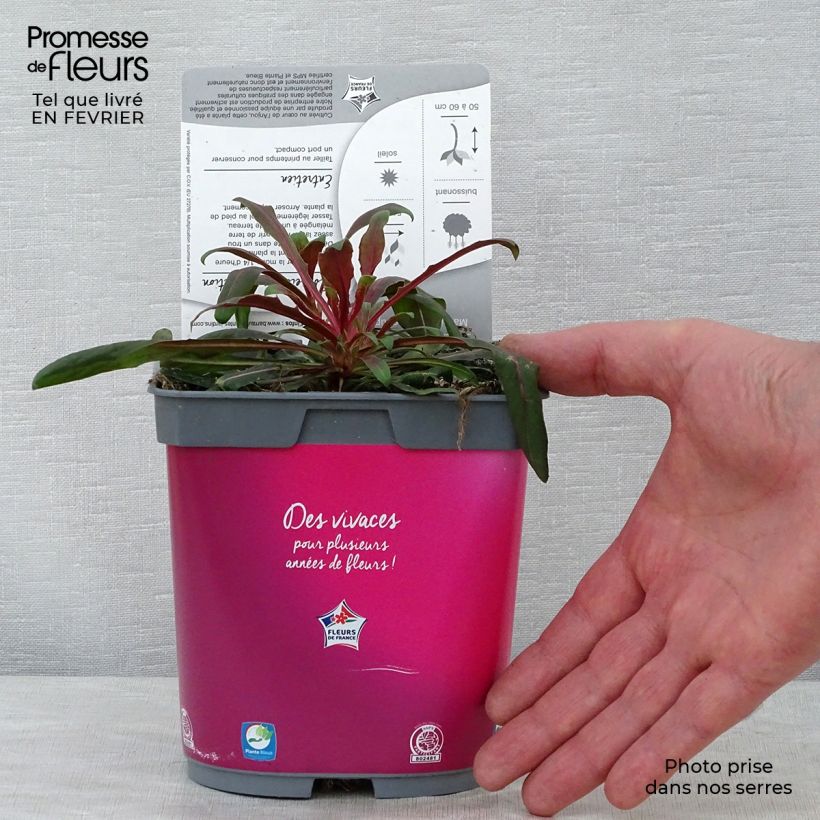 Gaura lindheimeri Rosy Jane Maceta 2L/3L Ejemplar entregado en invierno