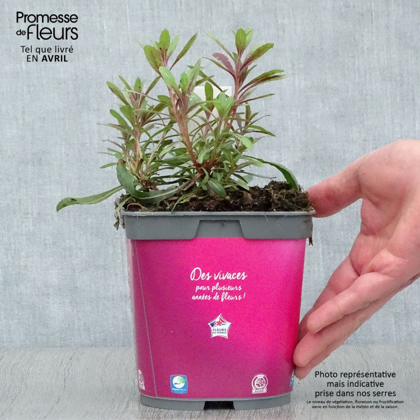 Gaura lindheimeri Rosy Jane Maceta 2L/3L Ejemplar entregado en la primavera