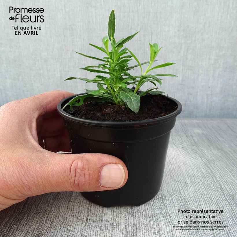 Gaura lindheimeri Snowbird Maceta de 8/9 cm Ejemplar entregado en la primavera