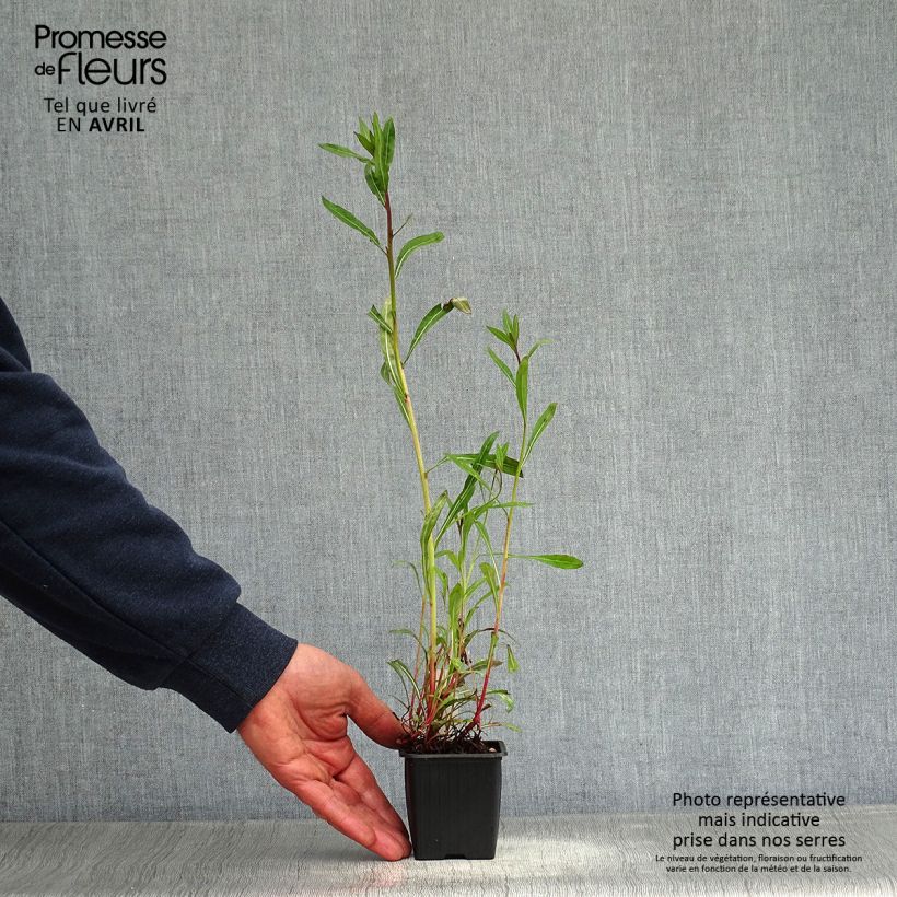 Gaura lindheimeri Summer Breeze Maceta de 8/9 cm Ejemplar entregado en la primavera