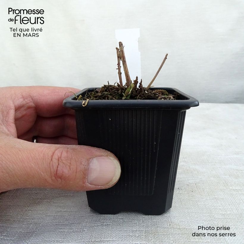 Gaura lindheimeri Summer Breeze Maceta de 8/9 cm Ejemplar entregado en invierno