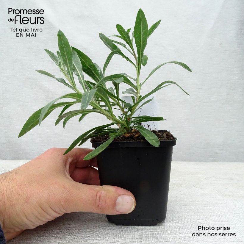 Gaura lindheimeri Whirling Butterflies Maceta de 8/9 cm Ejemplar entregado en la primavera