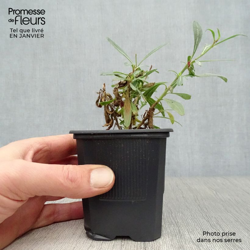 Gaura lindheimeri Whirling Butterflies Maceta de 8/9 cm Ejemplar entregado en invierno