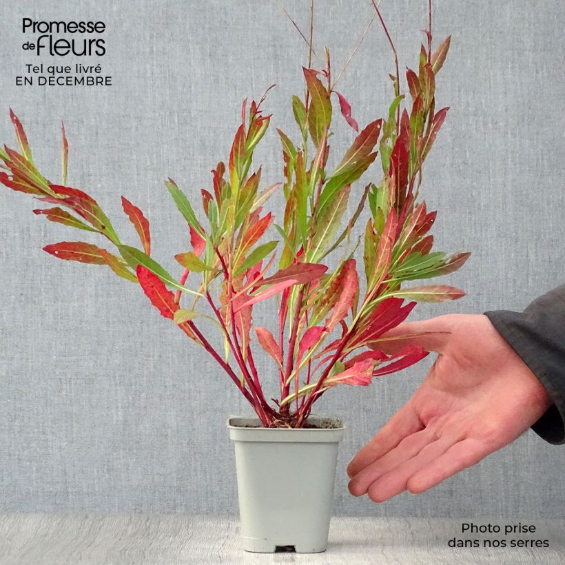 Gaura lindheimeri Snowstorm Maceta de 8/9 cm Ejemplar entregado en invierno