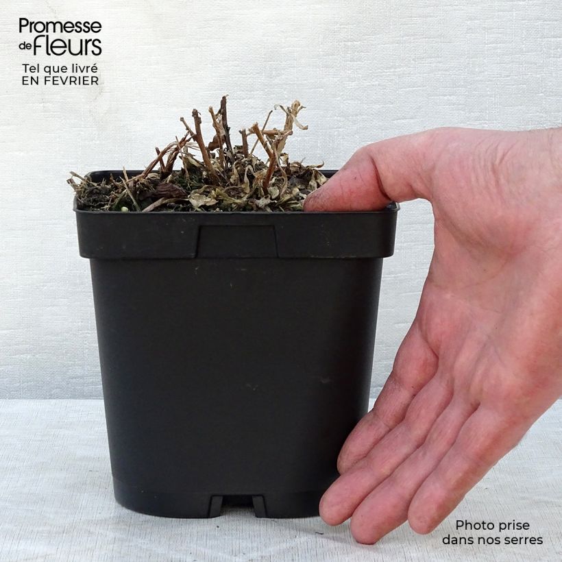 Gaura lindheimeri Snowstorm Maceta 2L/3L Ejemplar entregado en invierno