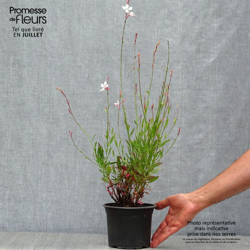 Ejemplar de Gaura lindheimeri Snowstorm Maceta 2L/3L entregado en verano