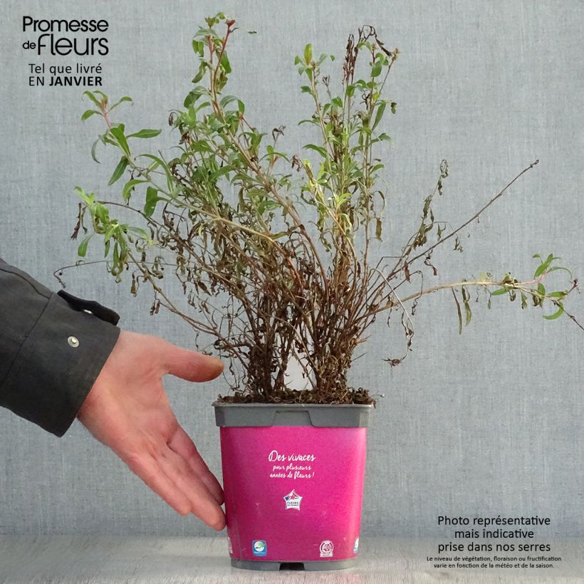 Gaura lindheimeri Siskiyou pink Maceta 2L/3L Ejemplar entregado en invierno