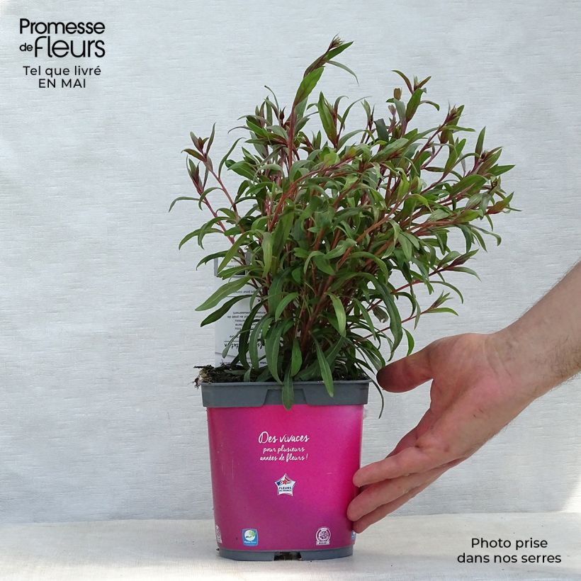 Gaura lindheimeri Siskiyou pink Maceta 2L/3L Ejemplar entregado en la primavera