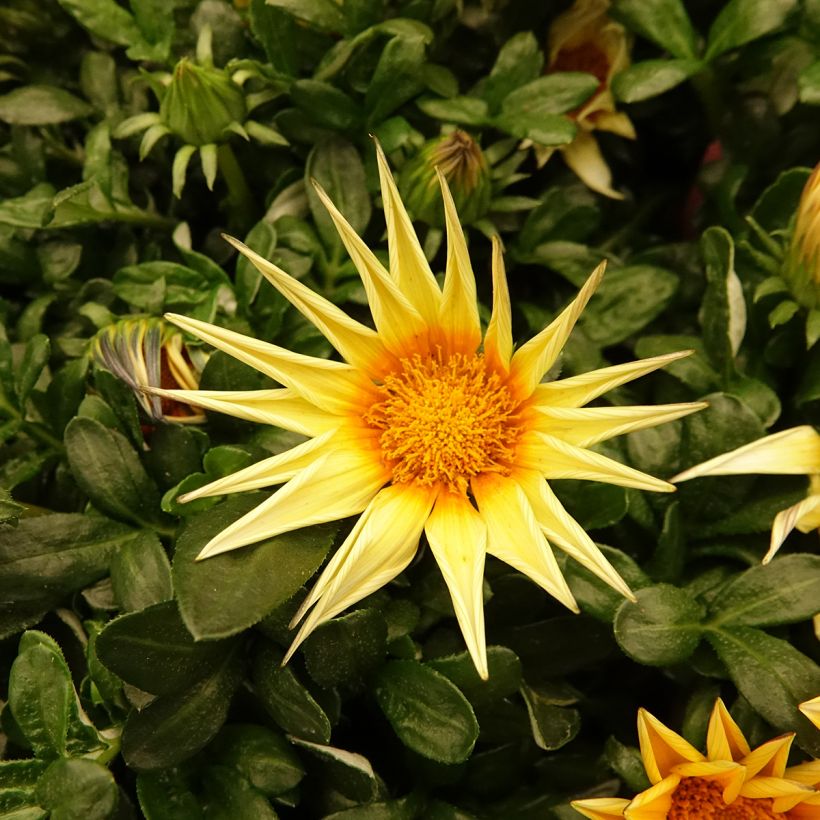 Gazania rigens Zany F1 Sunny Side Up (Floración)