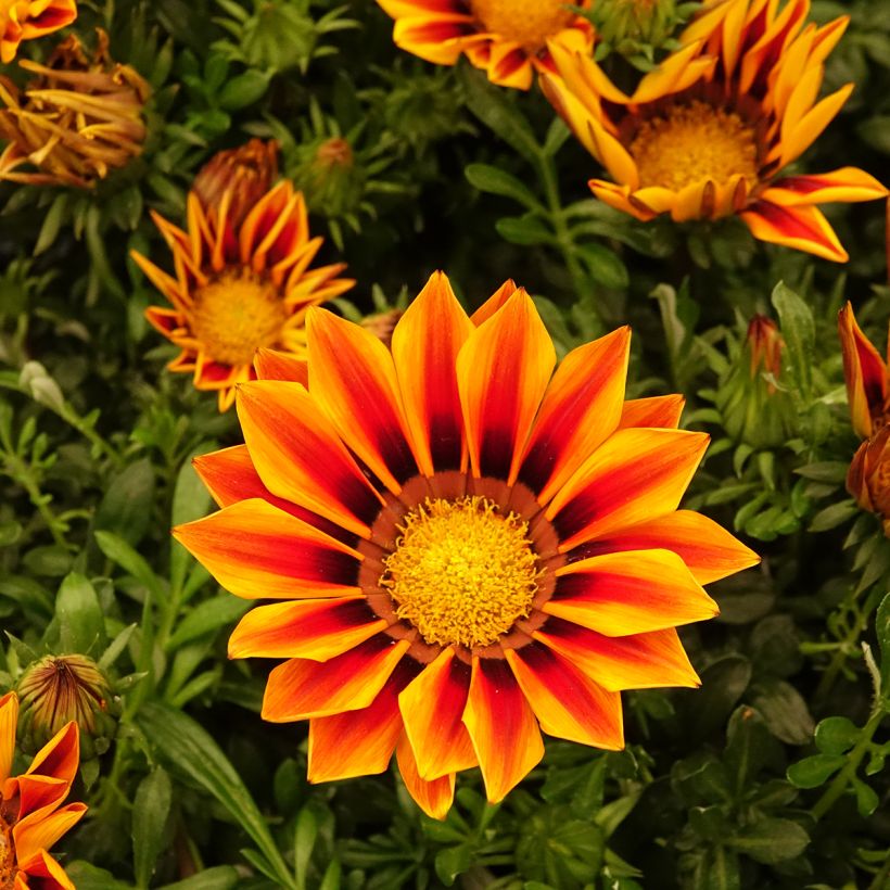 Gazania Zany F1 Orange Flame (semillas)  (Floración)