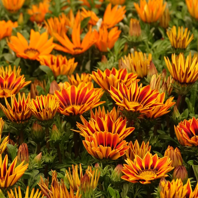 Gazania Zany F1 Orange Flame (semillas)  (Porte)