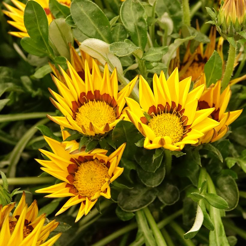 Semillas de Gazania Zany F1 Yellow (semillas pildoradas) (Floración)