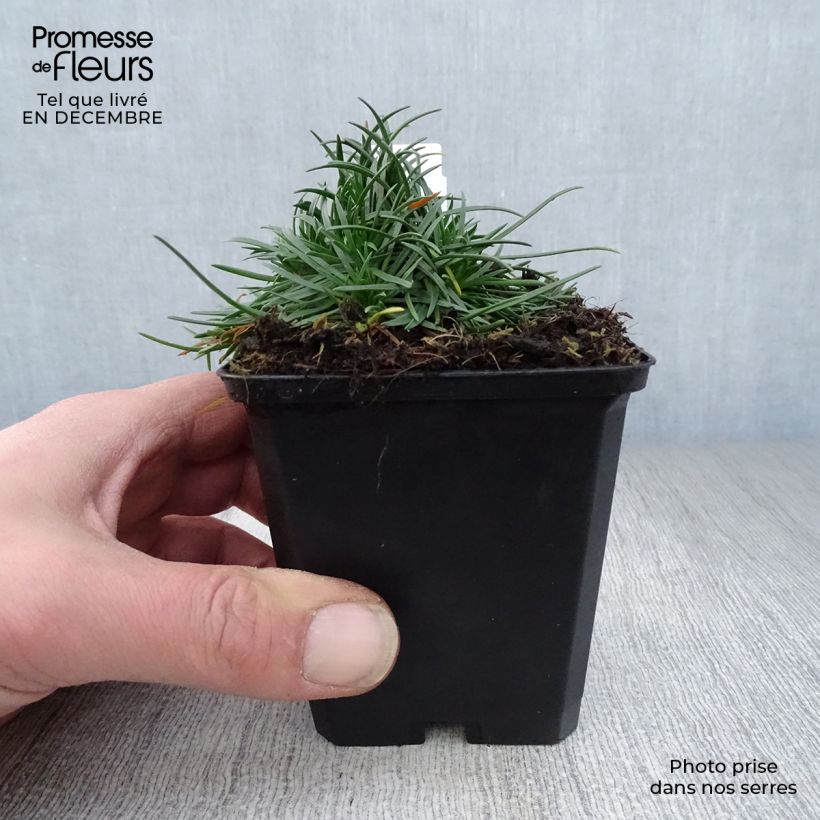 Clavelina del mar Rosea - Armeria maritima Maceta de 8/9 cm Ejemplar entregado en invierno