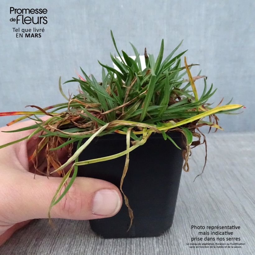 Clavelina del mar Ornament - Armeria Maceta de 8/9 cm Ejemplar entregado en invierno