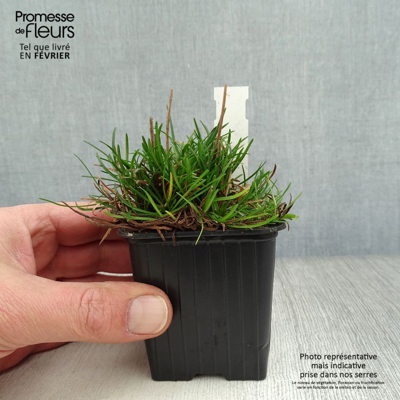 Clavelina del mar Düsseldorfer Stolz - Armeria maritima Maceta de 8/9 cm Ejemplar entregado en invierno