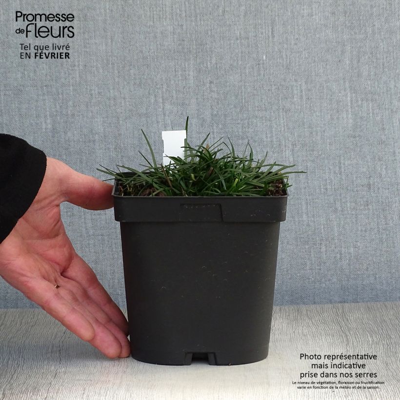 Clavelina del mar Düsseldorfer Stolz - Armeria maritima Maceta 2L/3L Ejemplar entregado en invierno