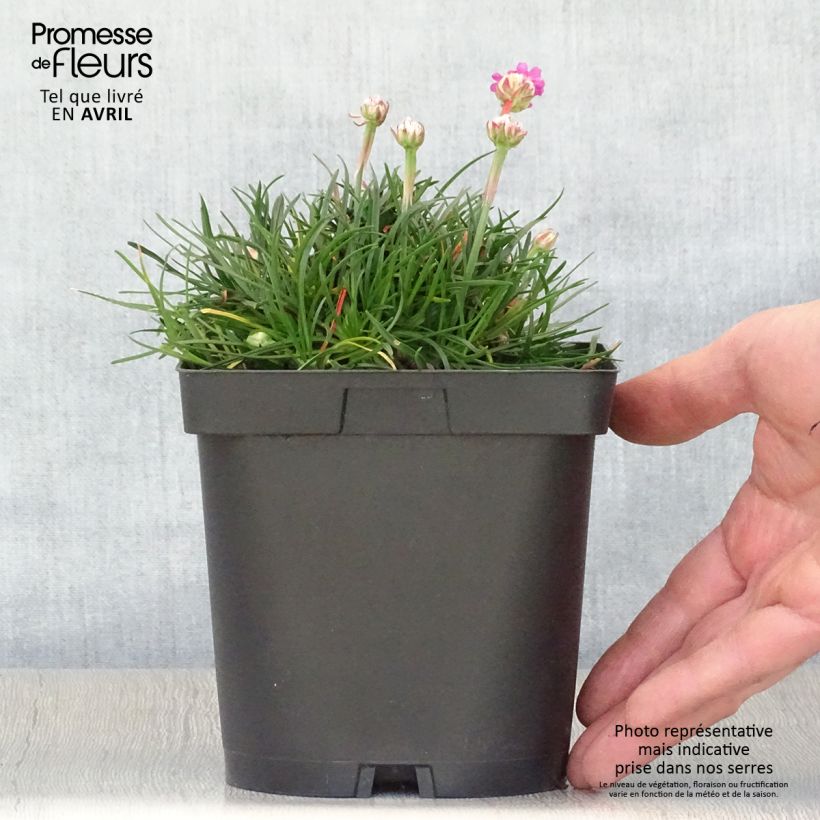 Clavelina del mar Düsseldorfer Stolz - Armeria maritima Maceta 2L/3L Ejemplar entregado en la primavera