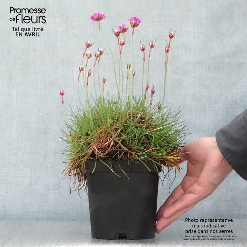 Clavelina del mar Splendens - Armeria maritima Maceta 2L/3L Ejemplar entregado en la primavera