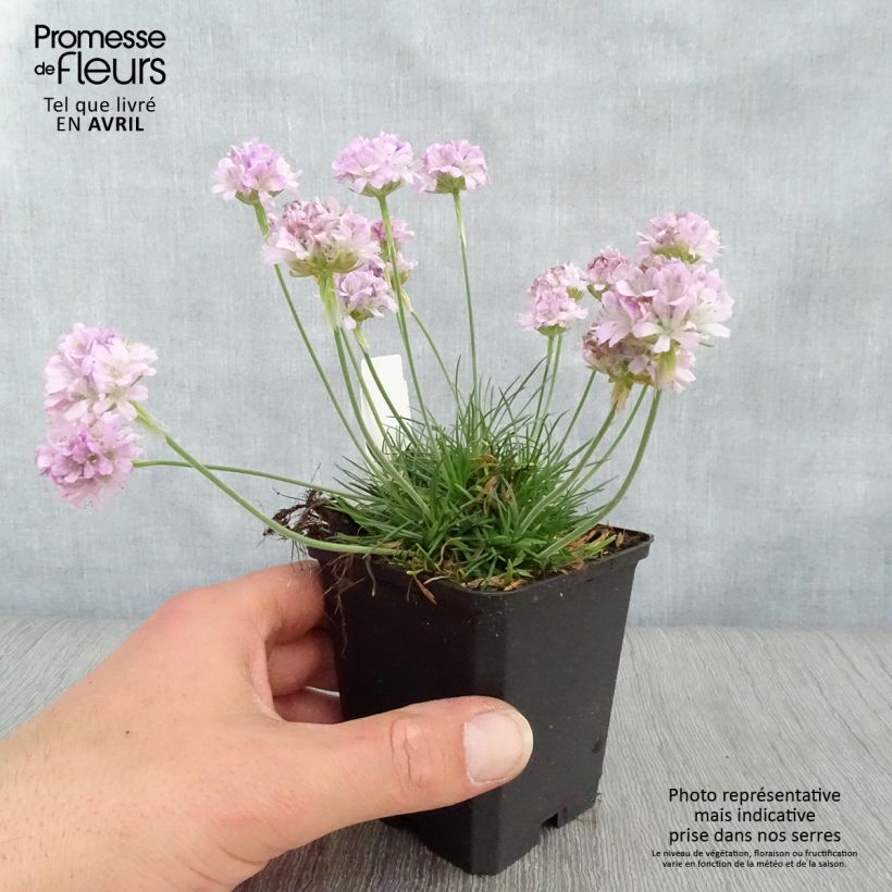 Clavelina del mar Rosea - Armeria maritima Maceta de 8/9 cm Ejemplar entregado en la primavera
