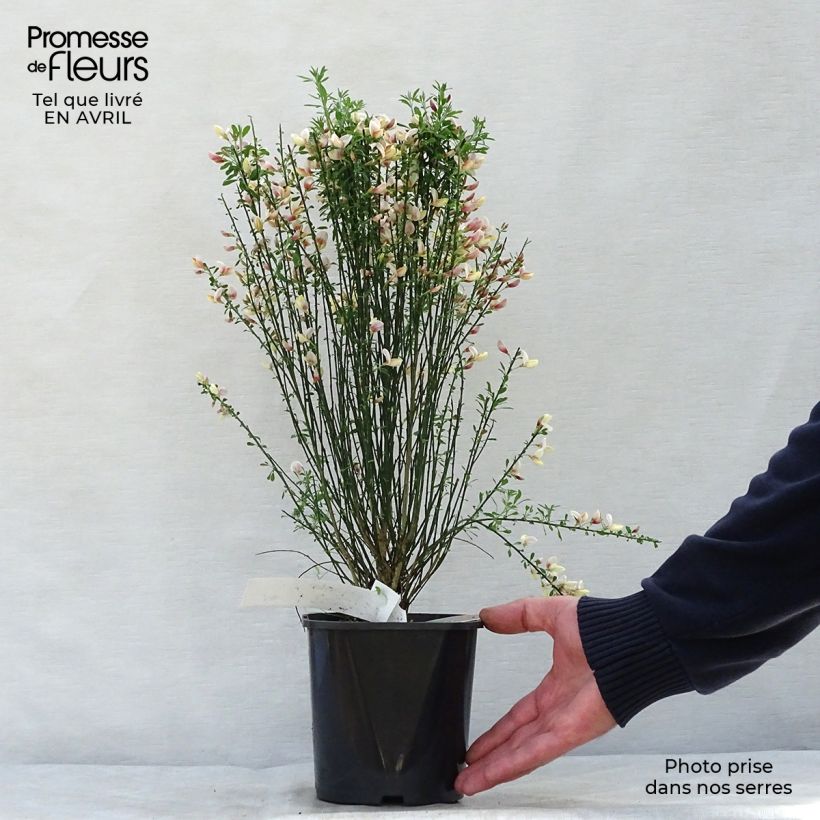 Cytisus procumbens Zeelandia Maceta 1,5L/2L Ejemplar entregado en la primavera
