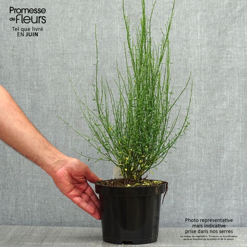 Ejemplar de Cytisus procumbens Zeelandia Maceta 1,5L/2L entregado en verano