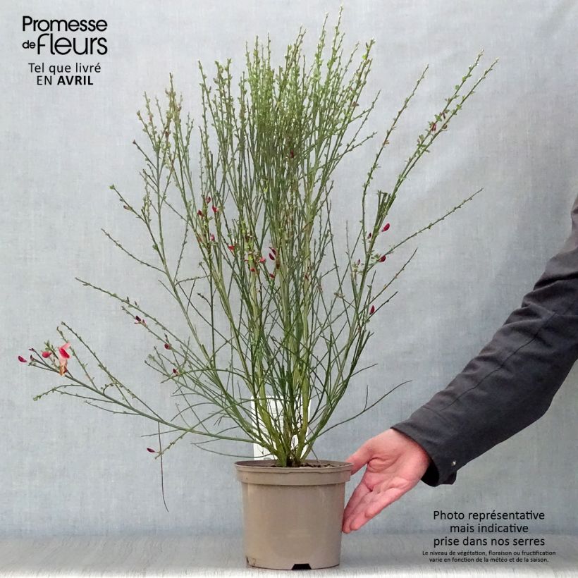 Retama negra Palette - Cytisus scoparius Maceta 2L/3L Ejemplar entregado en la primavera