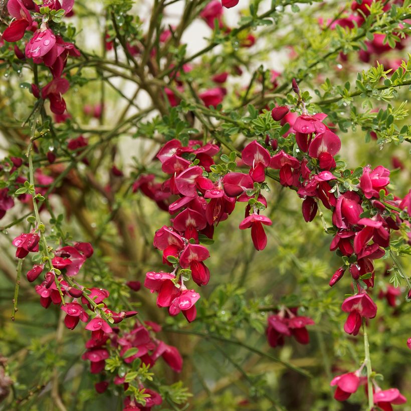 Retama negra Ruby - Cytisus scoparius (Floración)