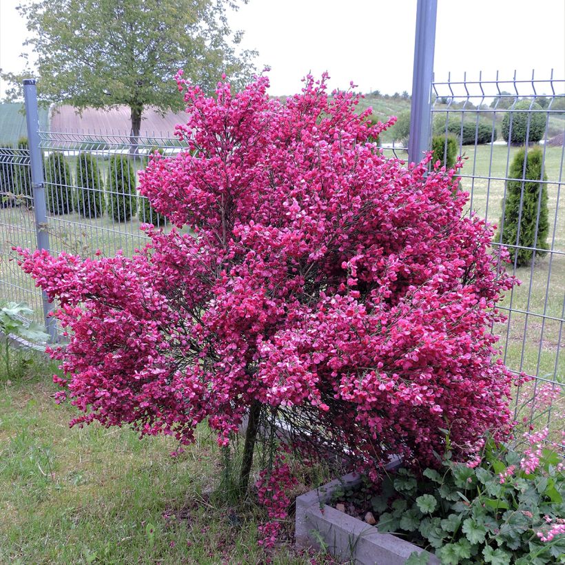 Retama negra Ruby - Cytisus scoparius (Porte)