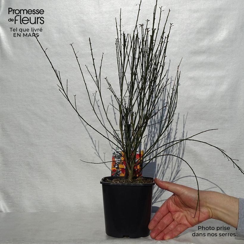 Retama negra Andreanus - Cytisus scoparius Maceta 2L/3L Ejemplar entregado en la primavera