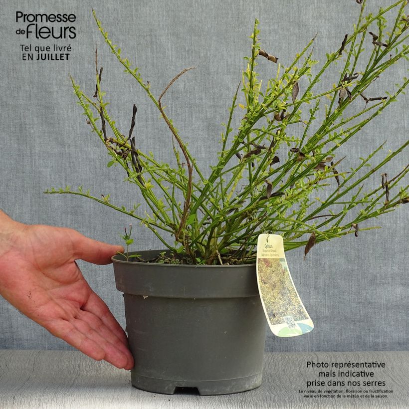 Ejemplar de Retama negra Andreanus - Cytisus scoparius Maceta 2L/3L entregado en verano