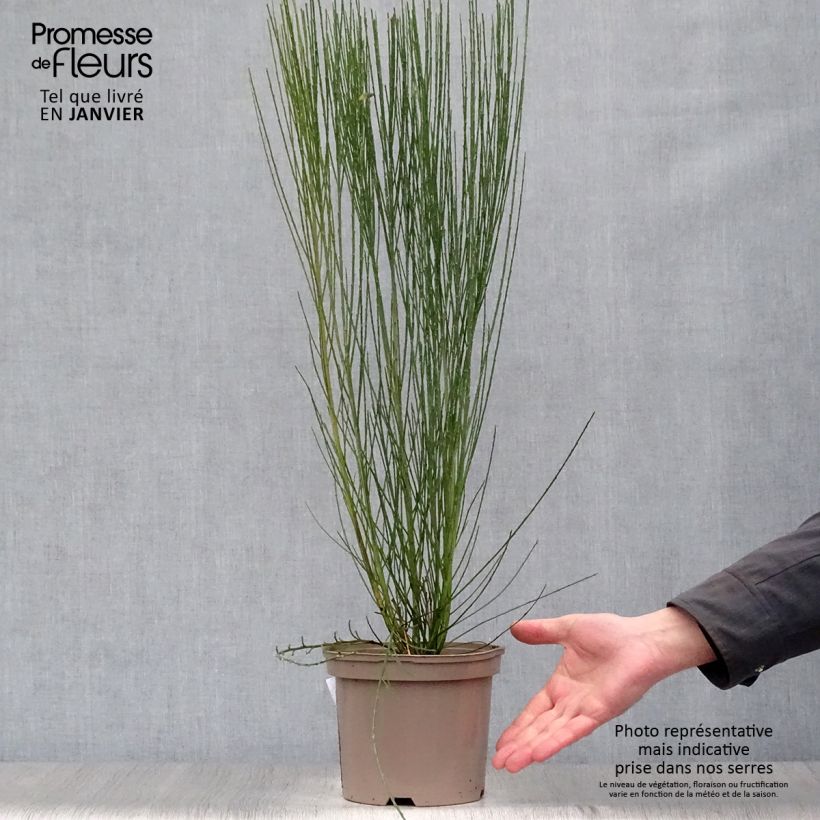 Retama negra Burkwoodii - Cytisus scoparius Maceta 2L/3L Ejemplar entregado en invierno