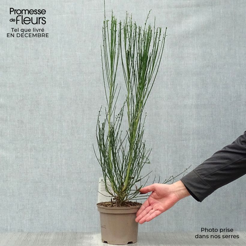 Retama negra Goldfinch - Cytisus scoparius Maceta 2L/3L Ejemplar entregado en invierno